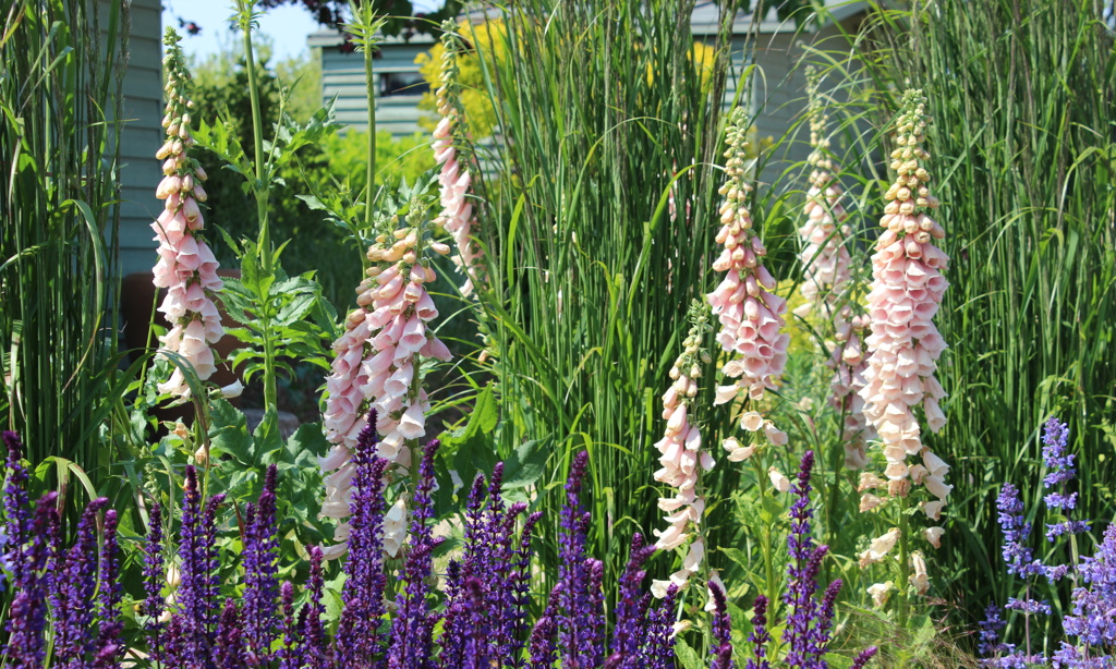 Long Walk planting