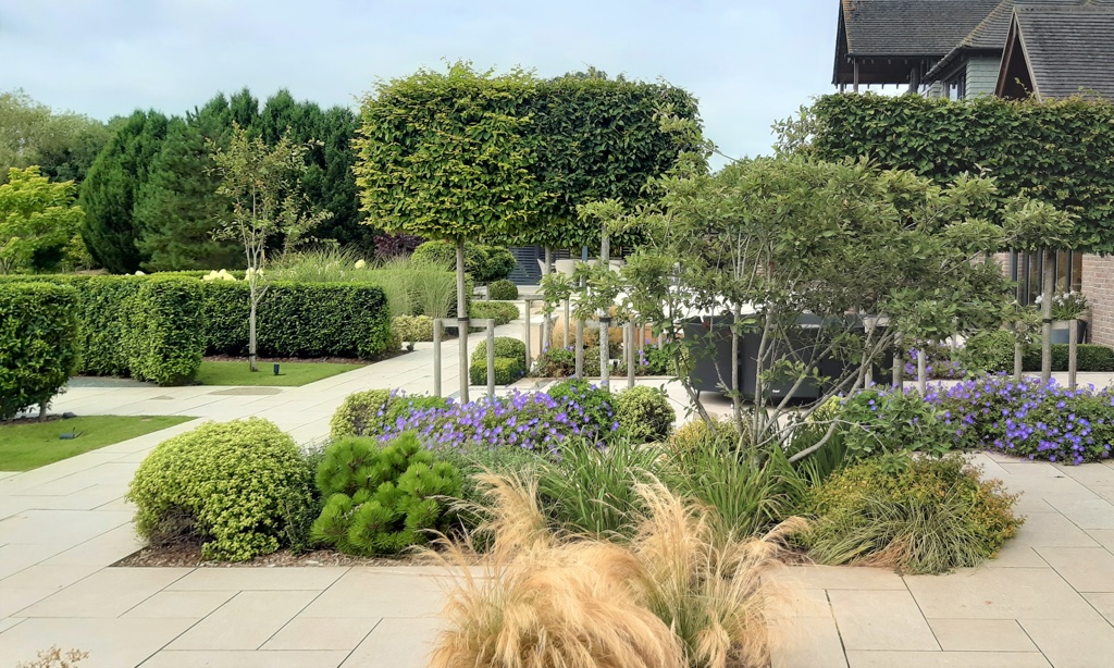 Pleached Carpinus trees.