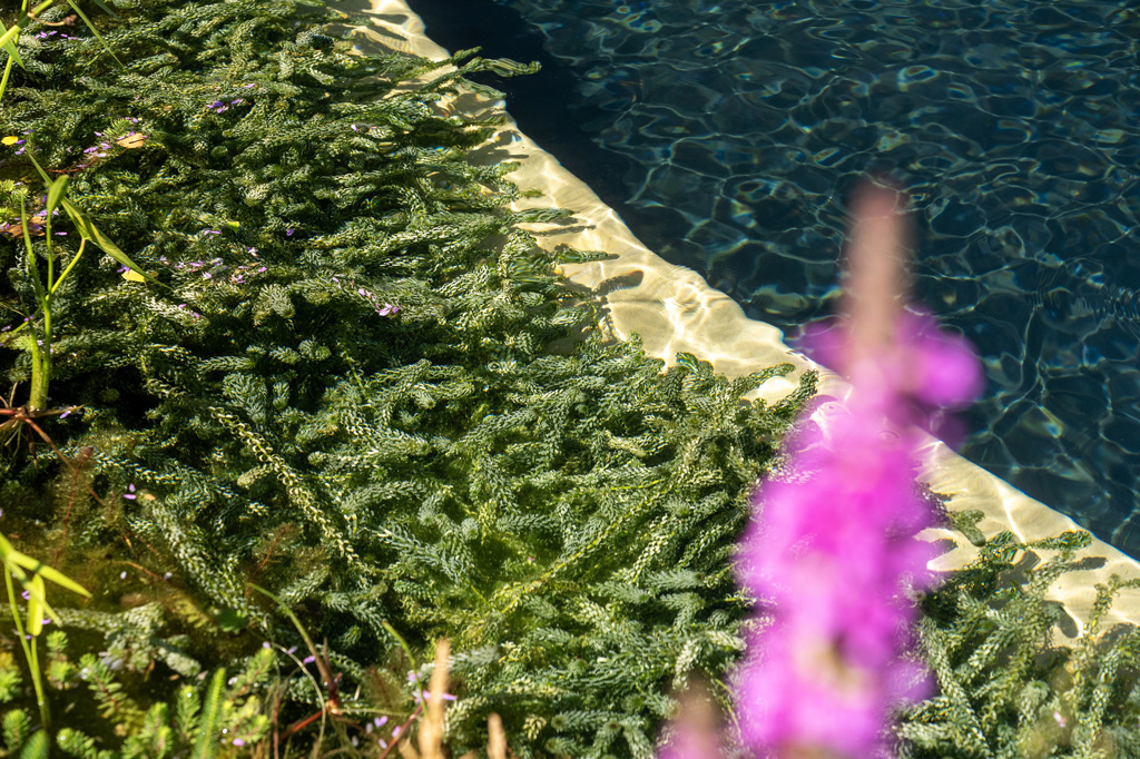 Circular Natural Pool