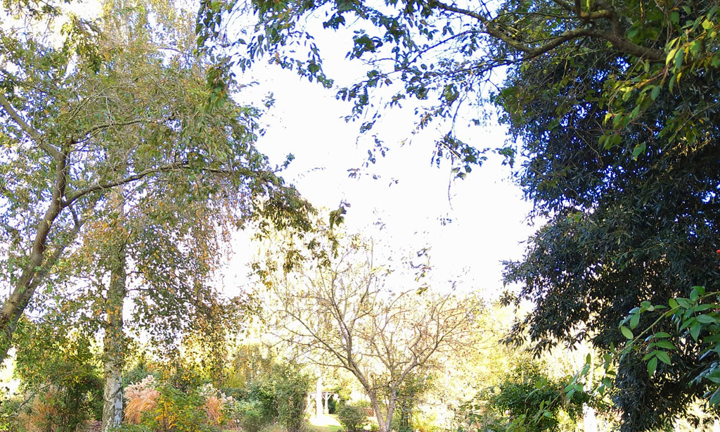 Informal garden