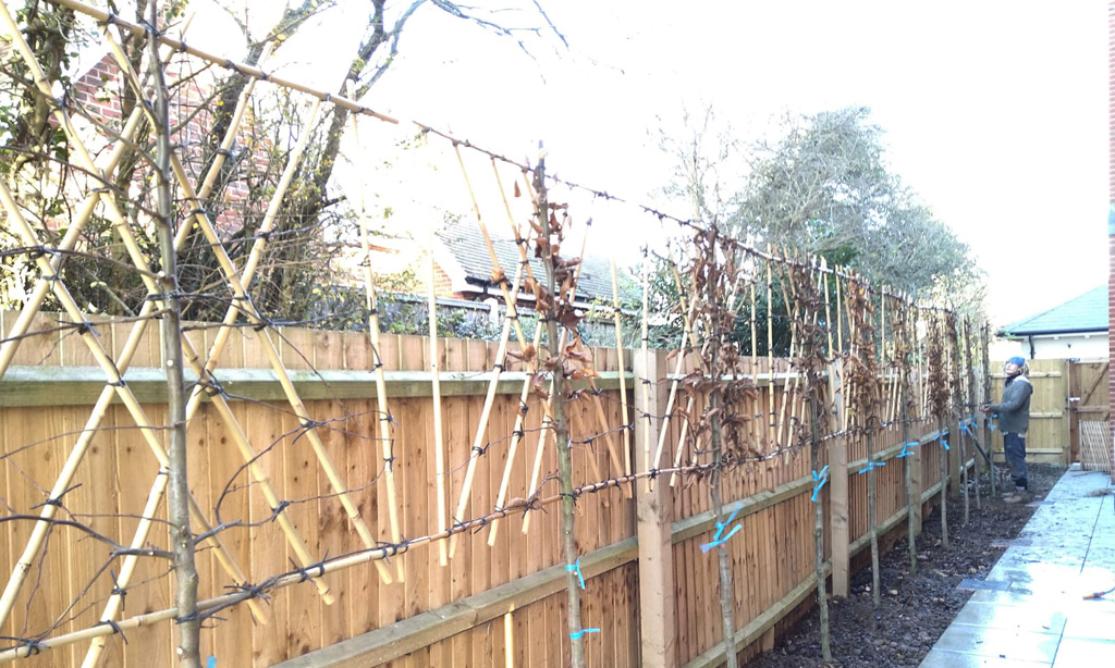 Hornbeam pleached trees