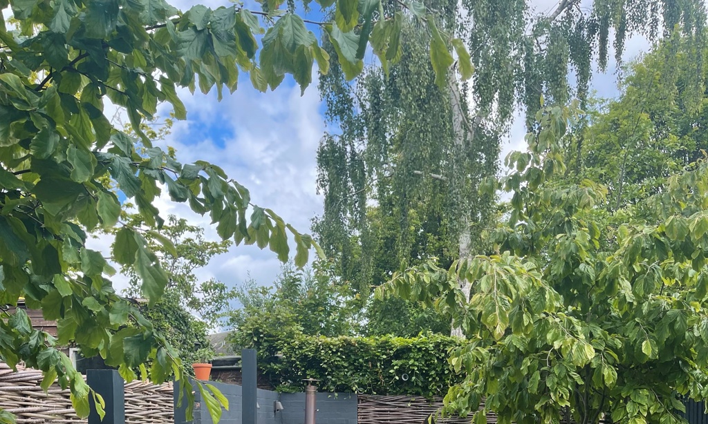 Curved clay paver path
