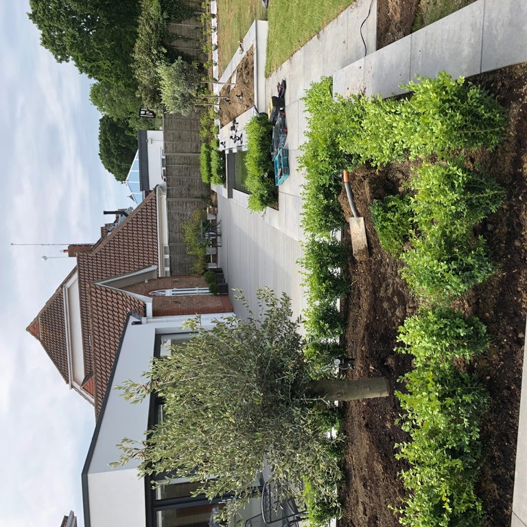 new planting