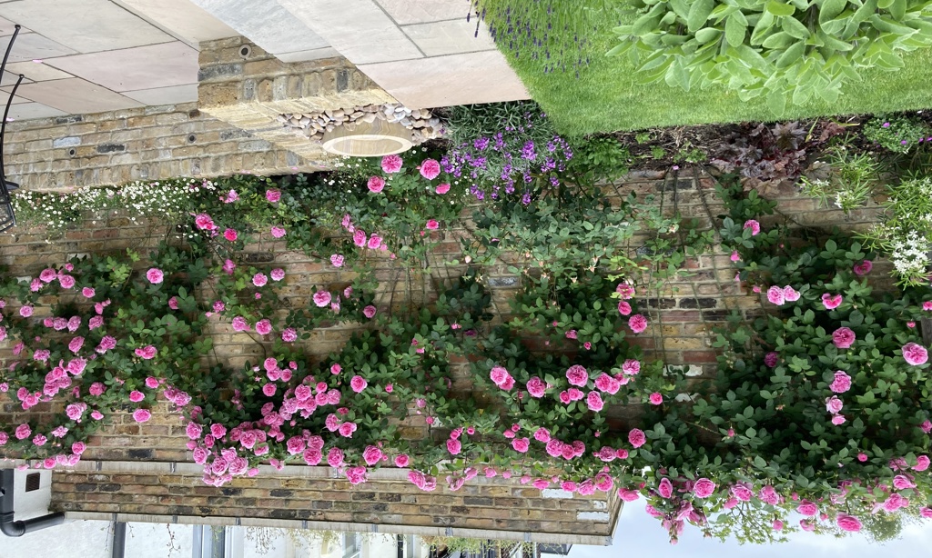 Climbing roses trained along wall