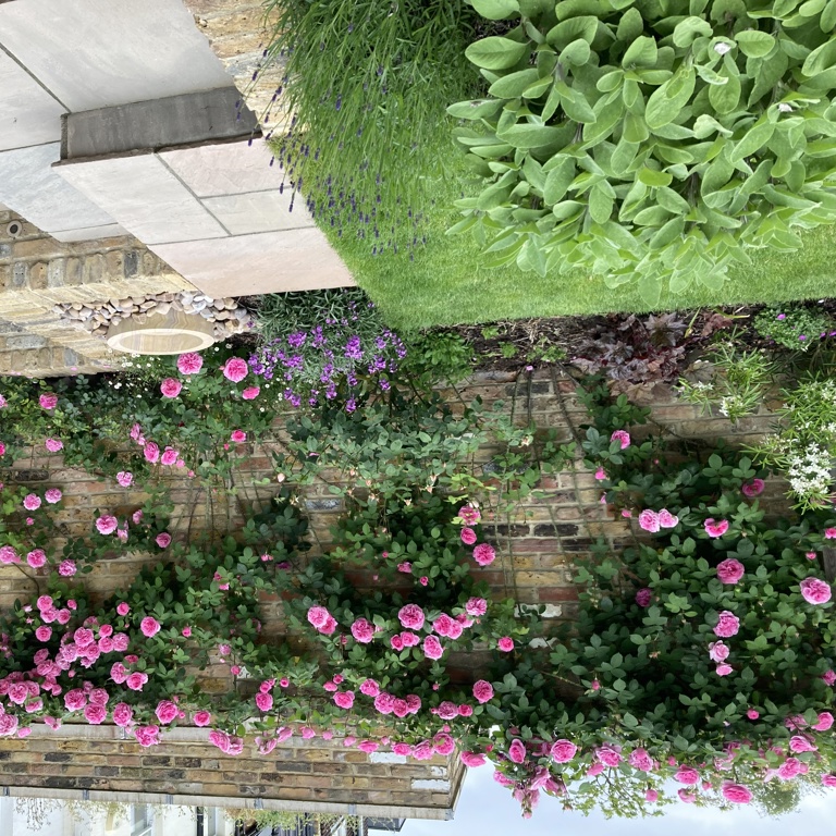 Climbing roses trained along wall