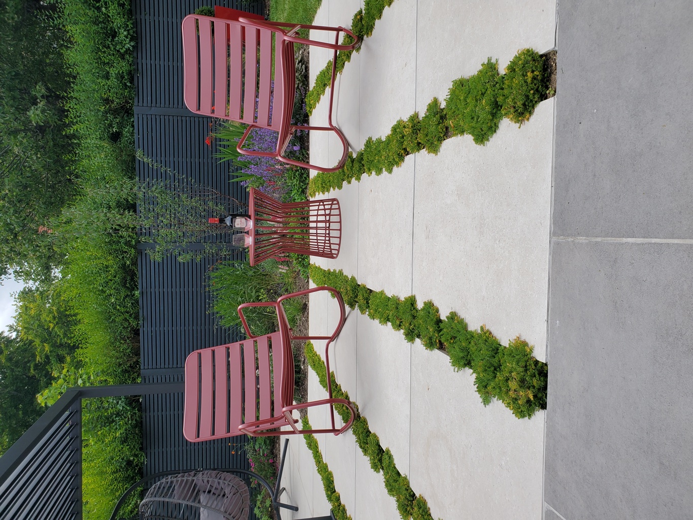 Camomile within paved area