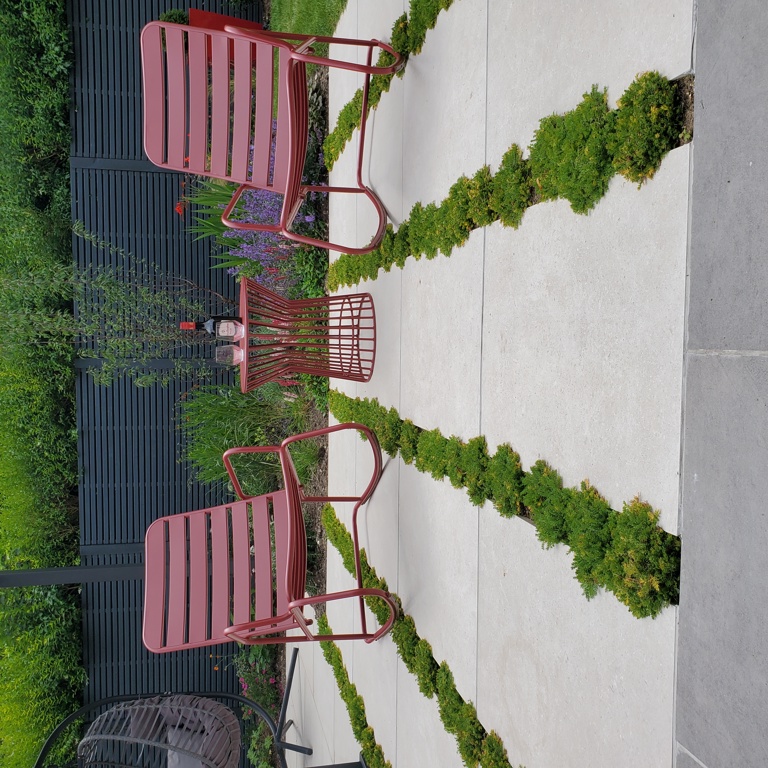 Camomile within paved area