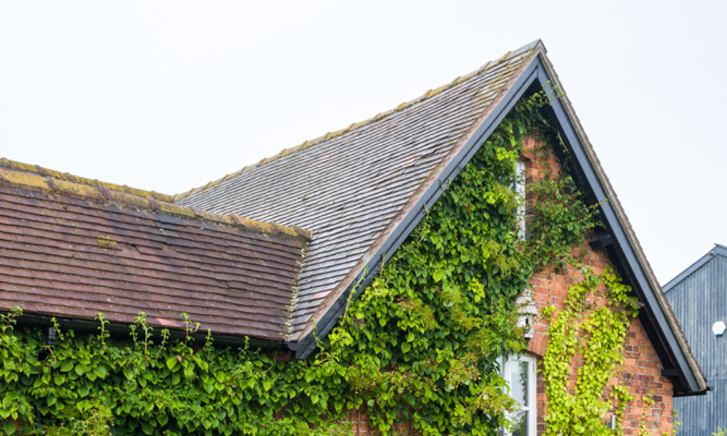 The Large Country Garden in Cheshire