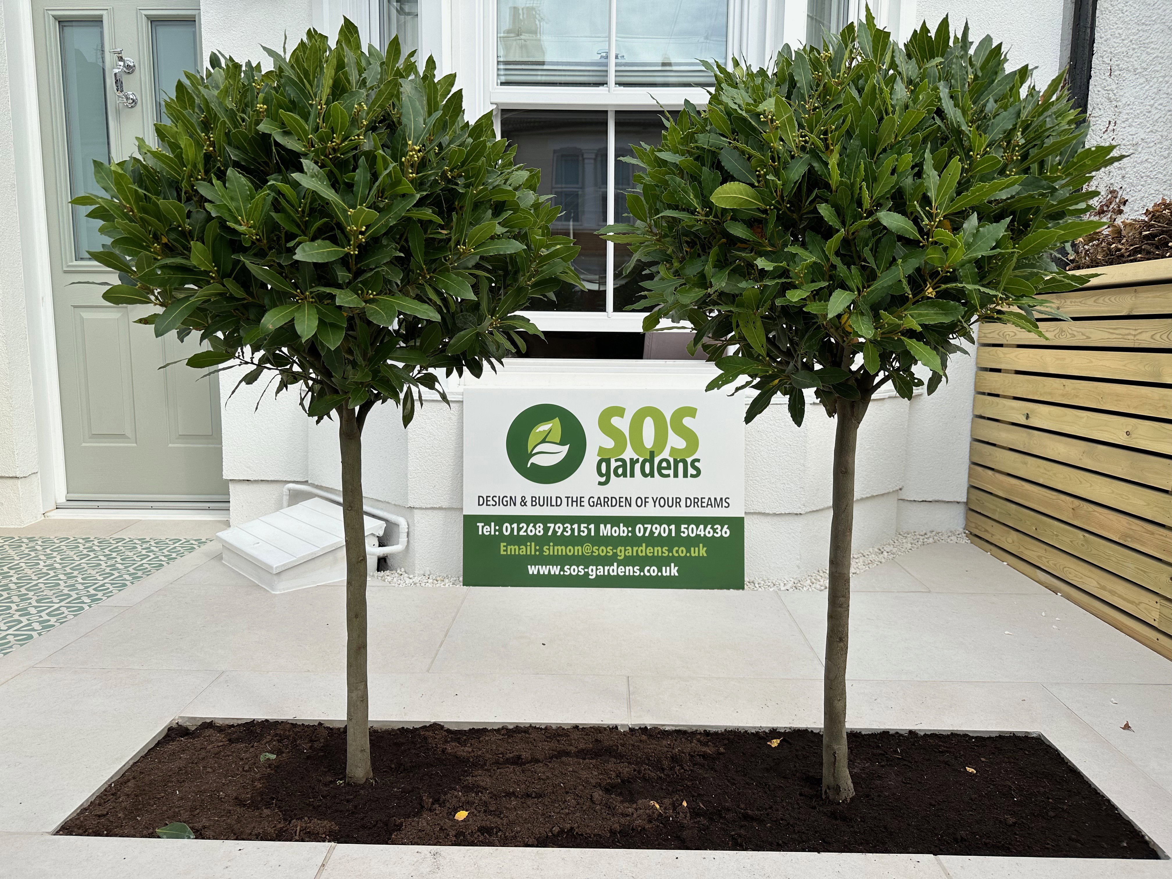 Bay trees 