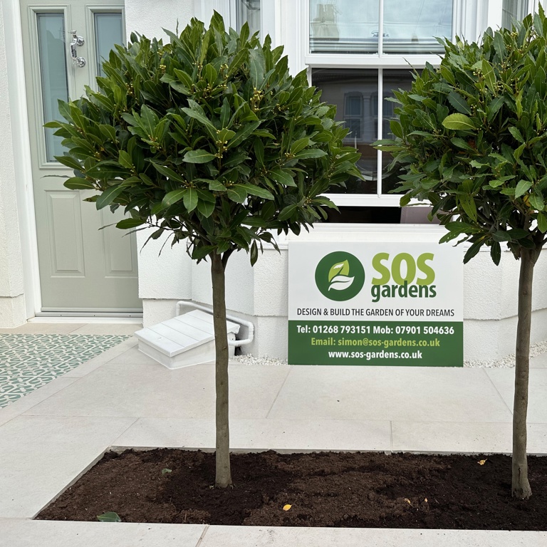 Bay trees