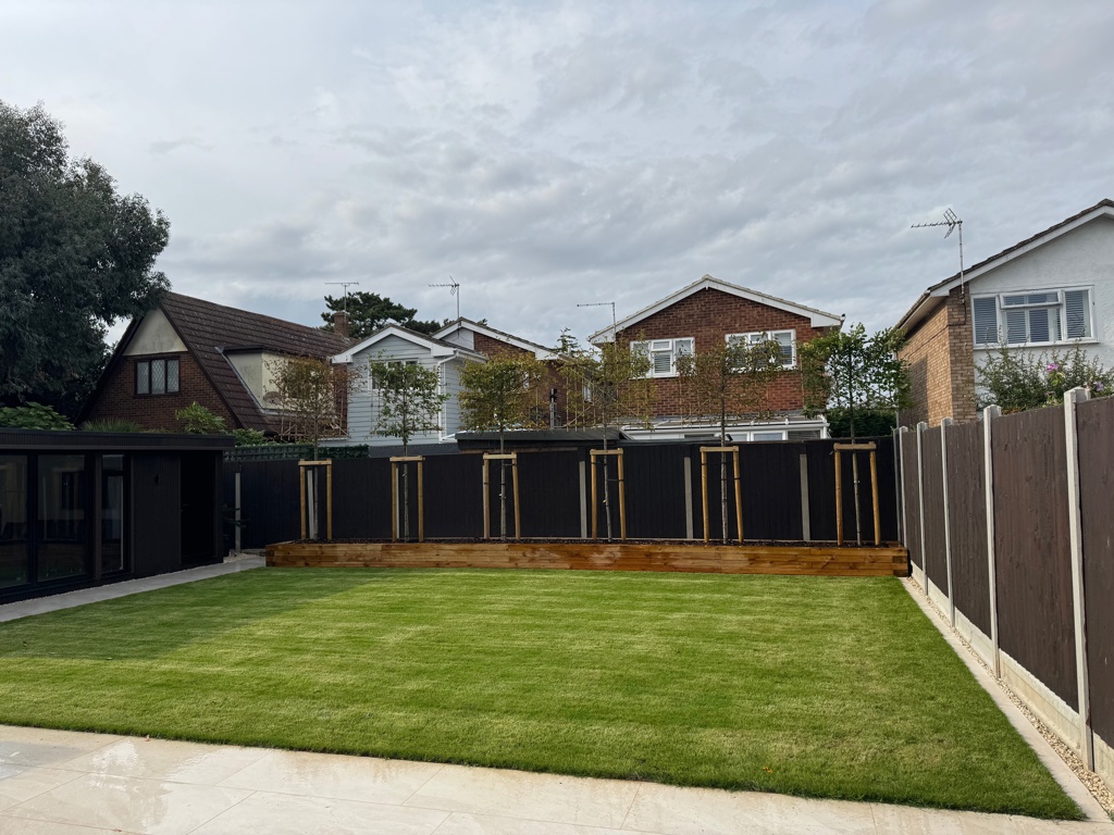New lawn and pleached trees